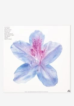 Between The Richness Exclusive LP (Swirl) -Music-Records Fiddlehead Between the Richness Exclusive Color Vinyl LP 2528186 2