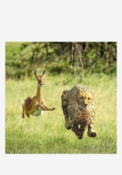 No More Lies 7" (Color)